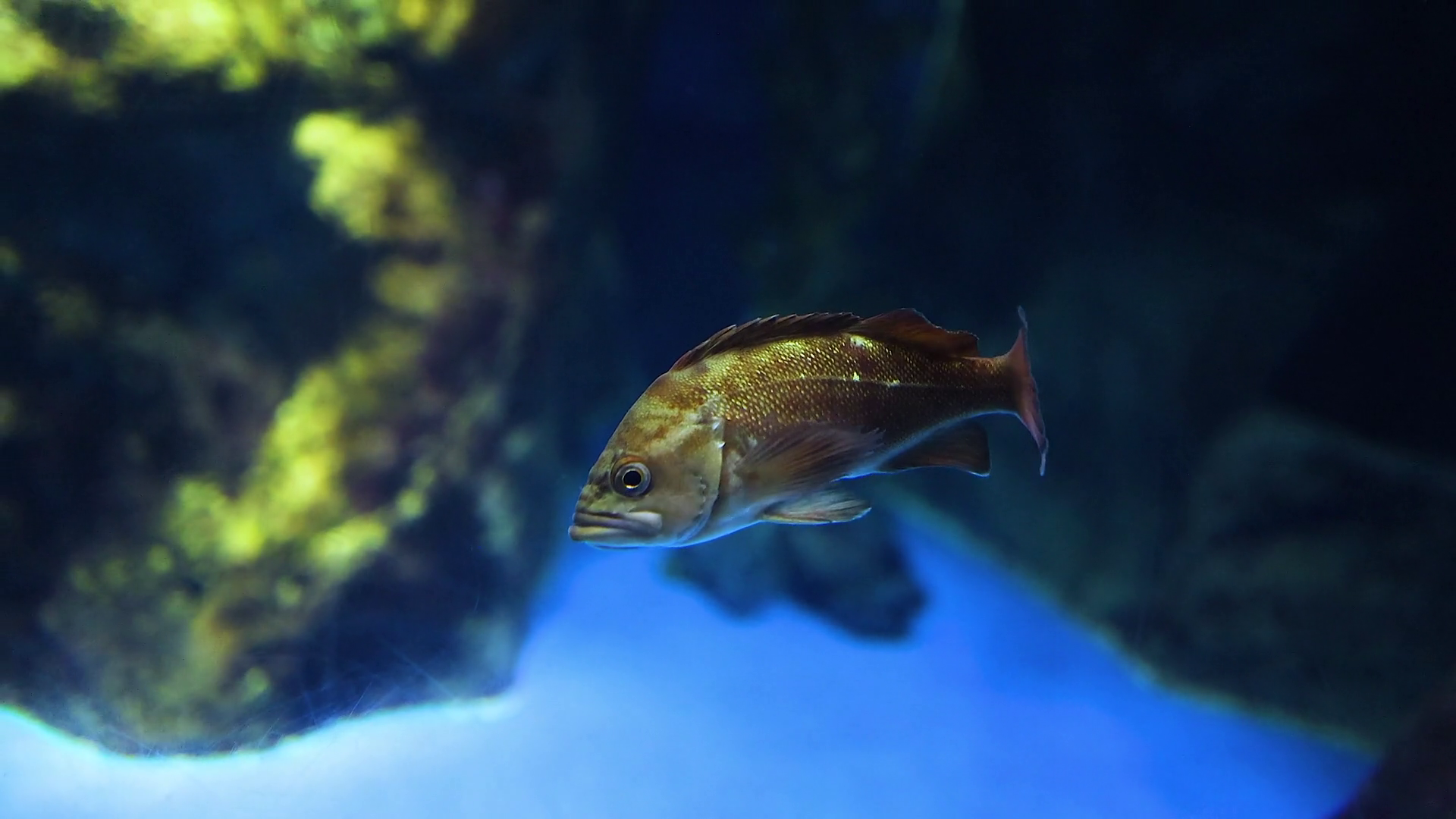 Fish Swimming In Aquarium Habitat Stock Footage SBV-352402113 - Storyblocks