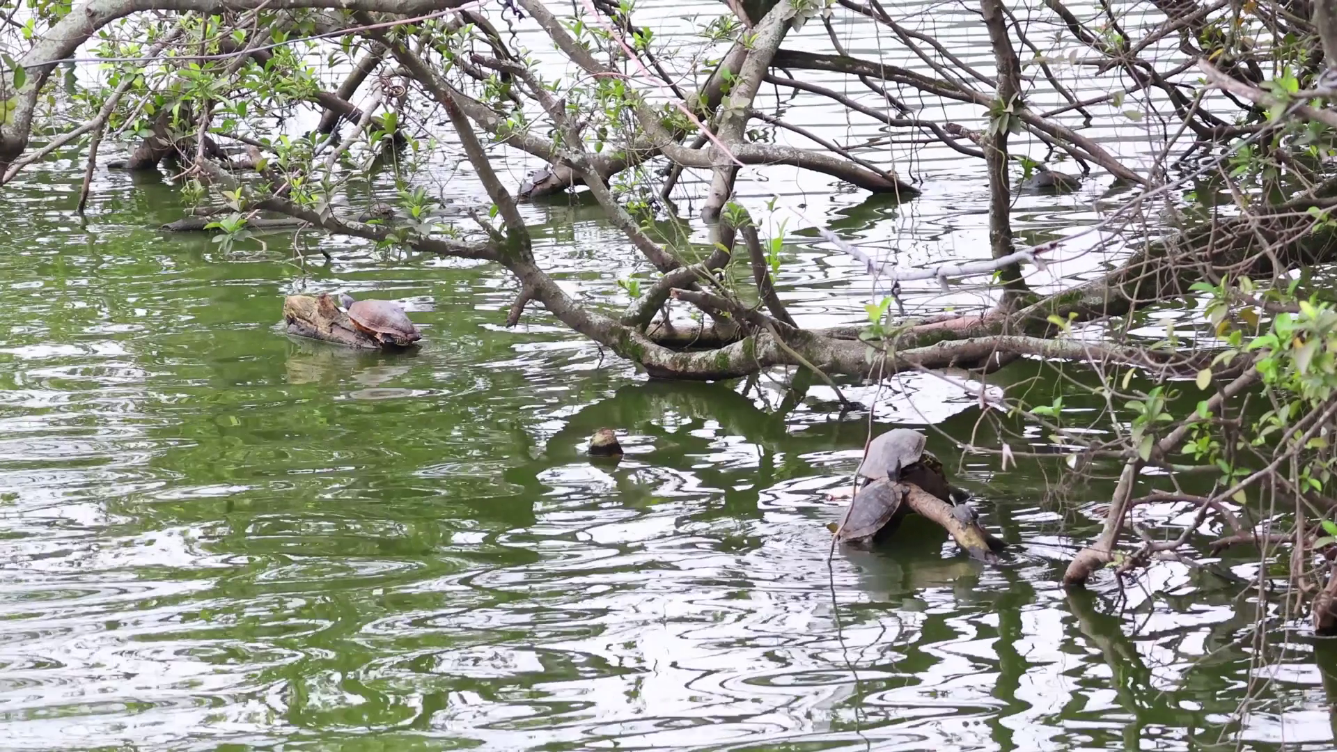 Turtle Swimming In Hanoi Lake Stock Footage SBV-352716657 - Storyblocks
