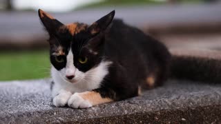 Calm Cat Lounging on a Bench