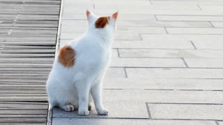 White and Orange Cat Sitting Then Walking on Waterfront Pier