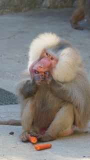Male Hamadryas Baboon Eating Carrots in Zoo Daylight