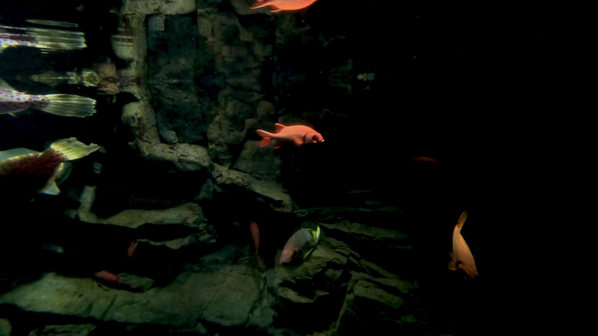 Aquatic Dance Of Colorful Fish Stock Footage SBV-352703499 - Storyblocks