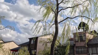 Sunny Day with Swaying Trees and Buildings