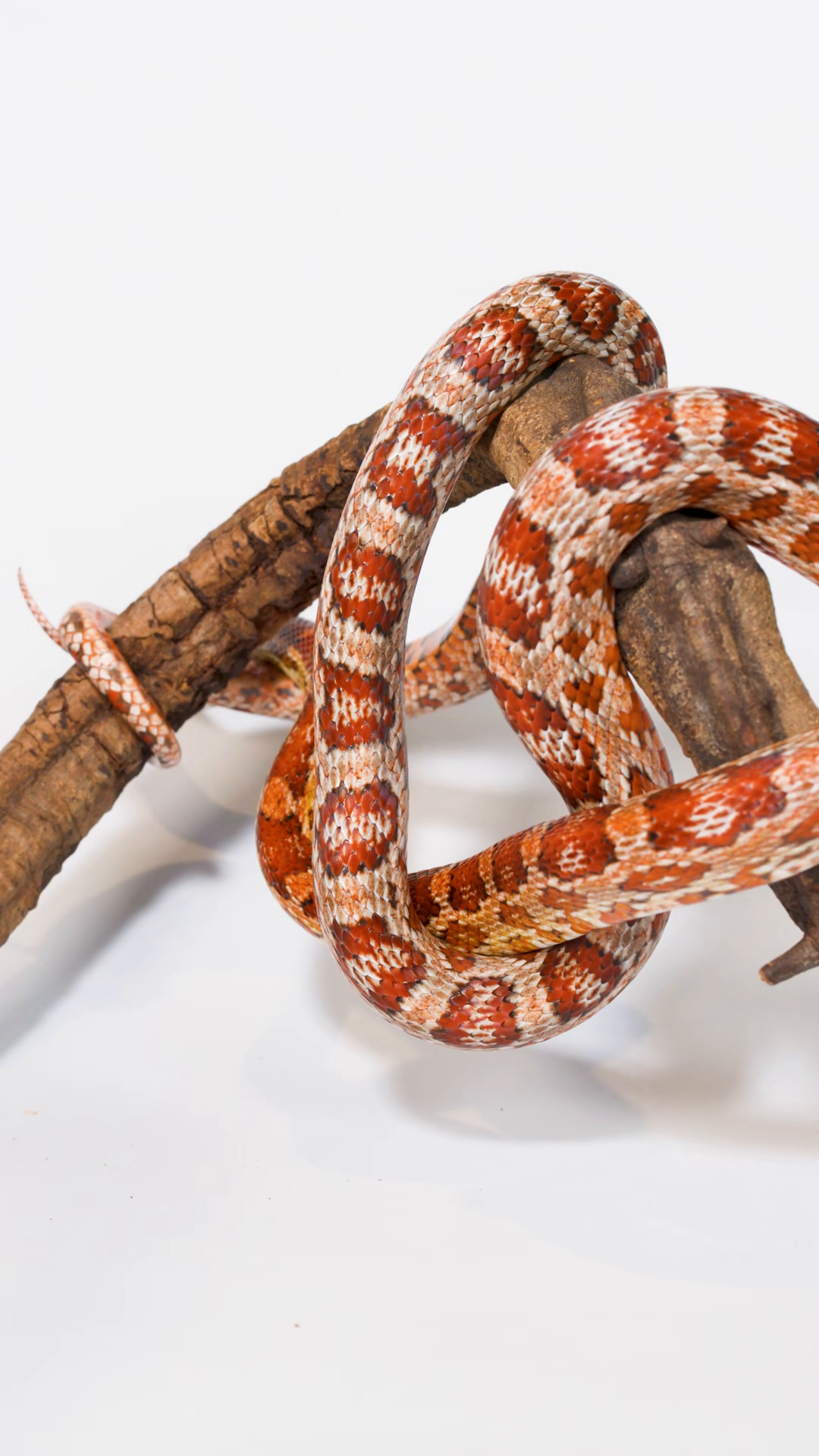 Red Corn Snake Slowly Coiling Around Wooden Stock Footage SBV-353631173 ...