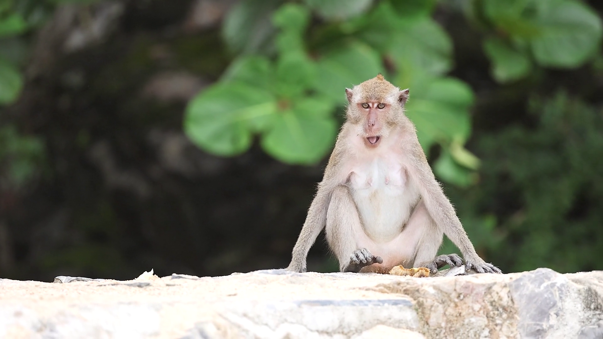 Monkey Exploring Beach In Krabi Stock Footage SBV-352580779 - Storyblocks