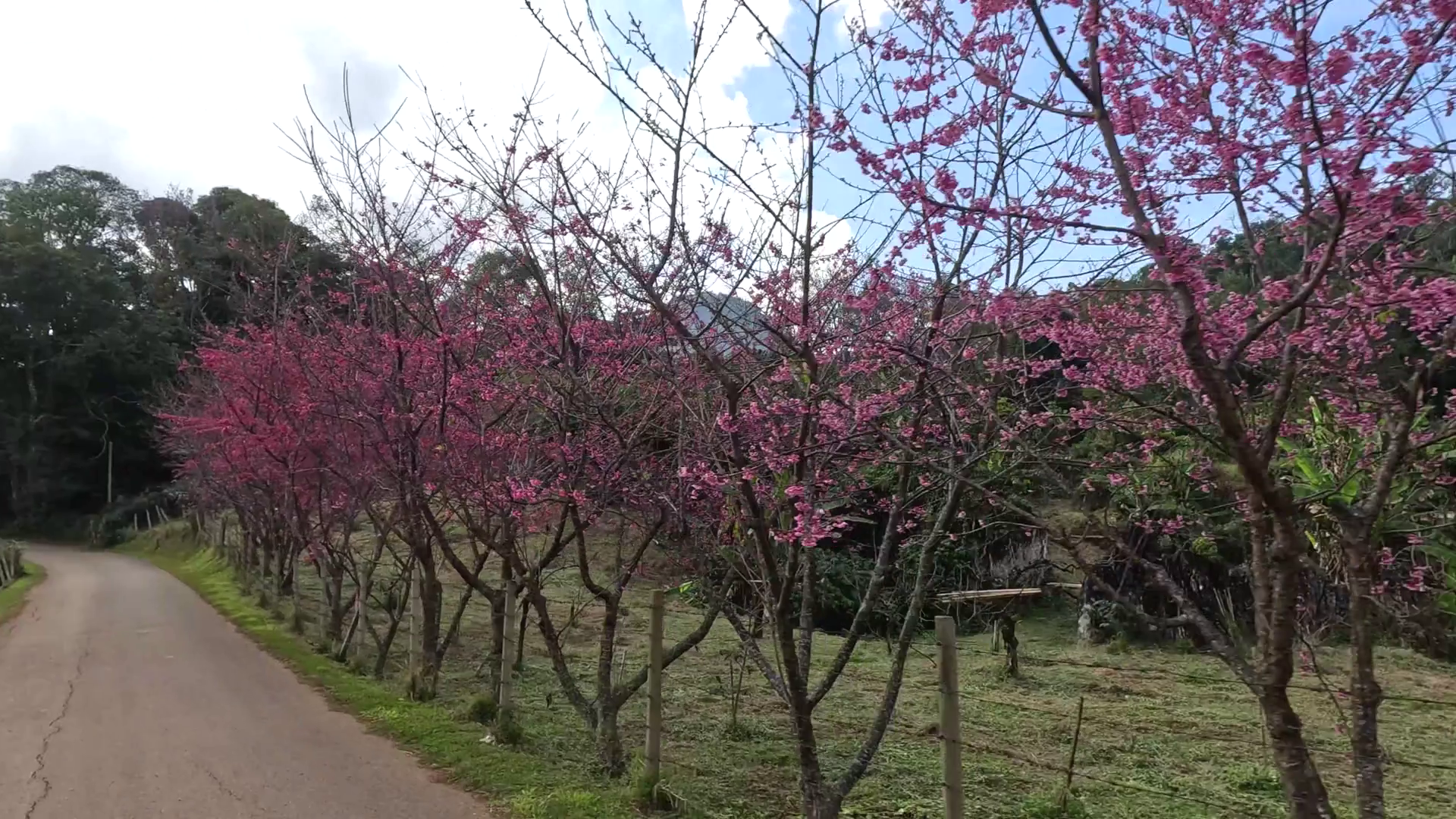Blossoming Trees In Peaceful Park Stock Footage SBV-352717517 - Storyblocks