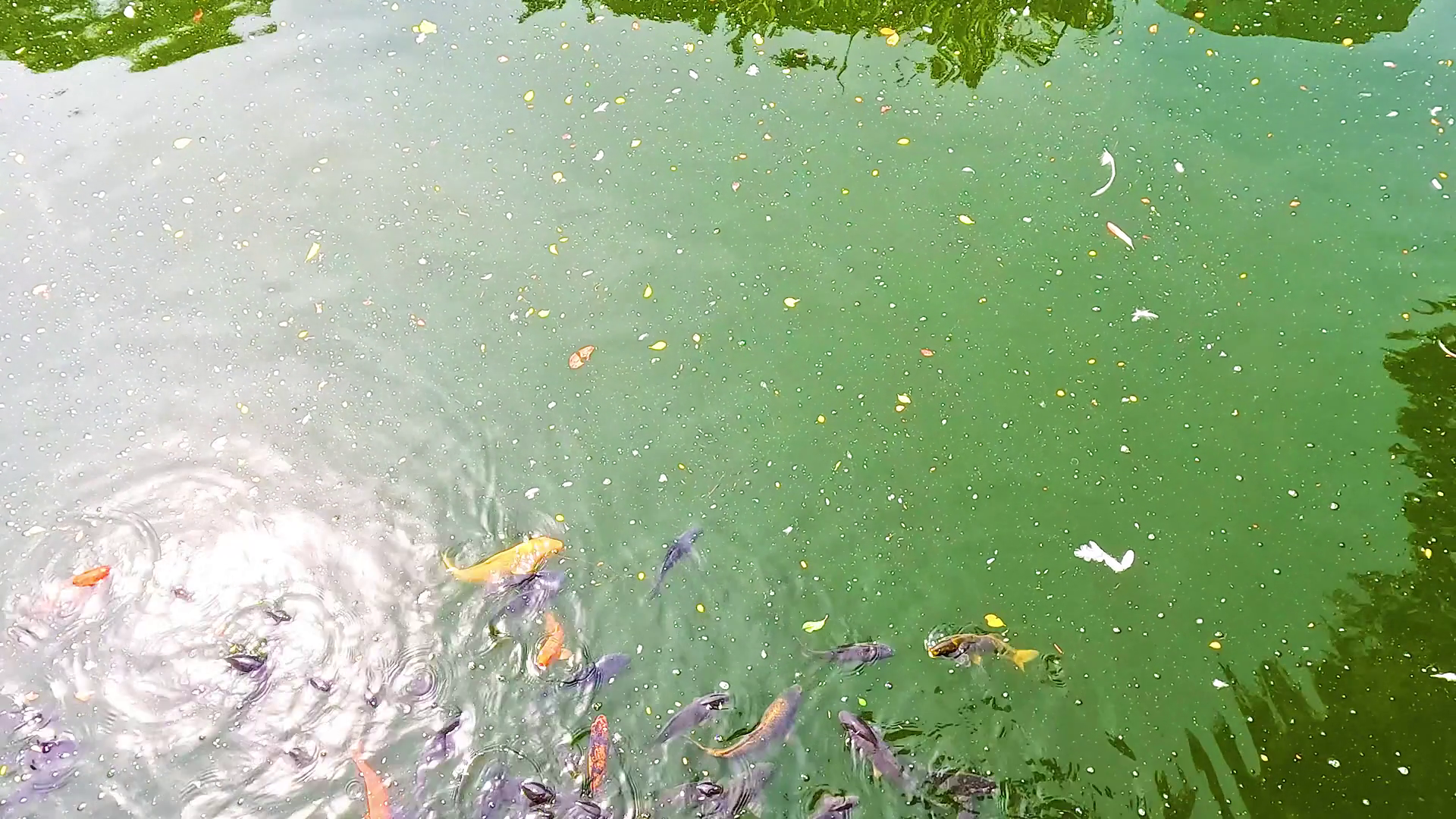 Koi Fish In Hong Kong Pond Stock Footage SBV-352716103 - Storyblocks