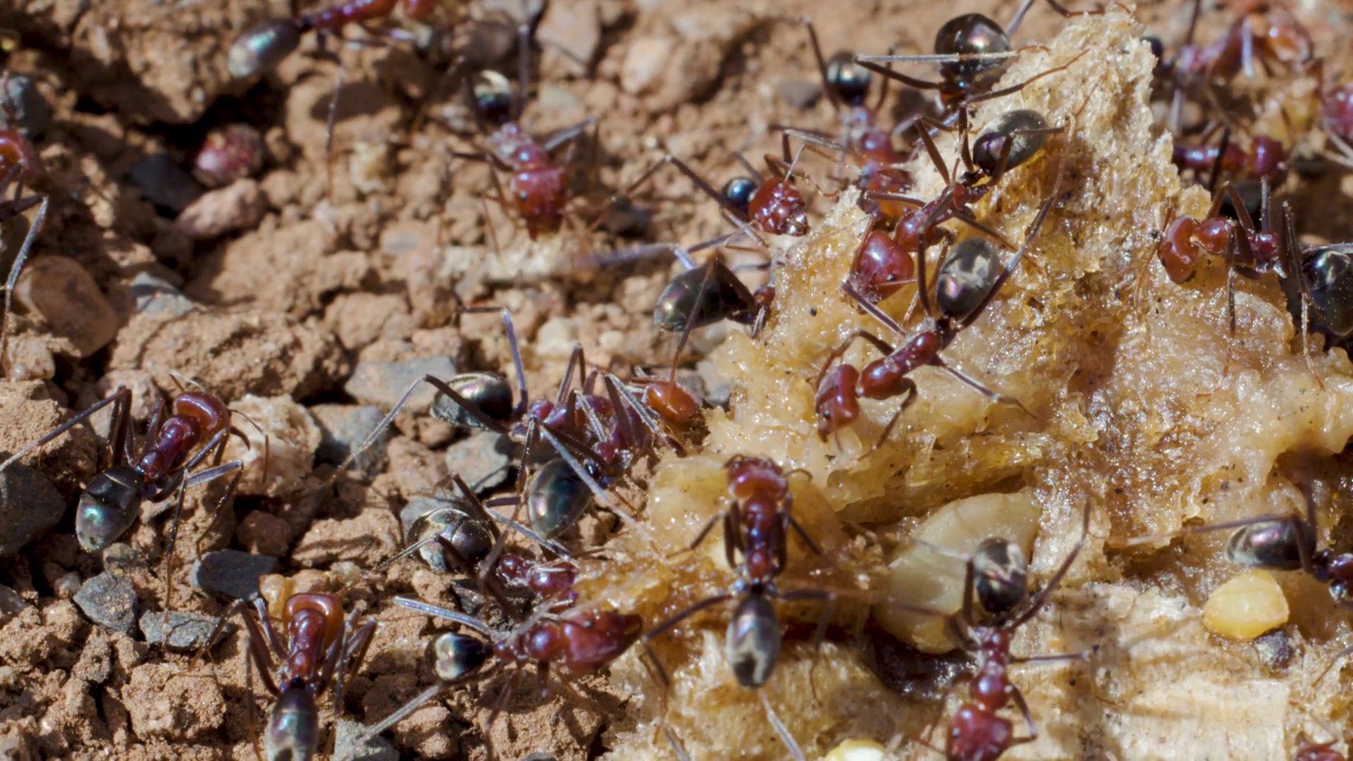 Red Black Ants Foraging On Food Scrap Stock Footage SBV-352962145 ...