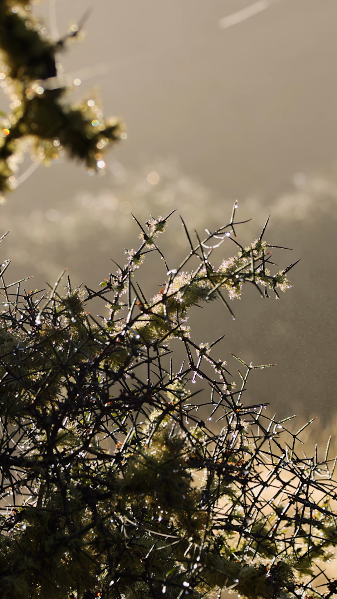 Matagouri Branches In Gentle Morning Rainfall Stock Footage SBV ...