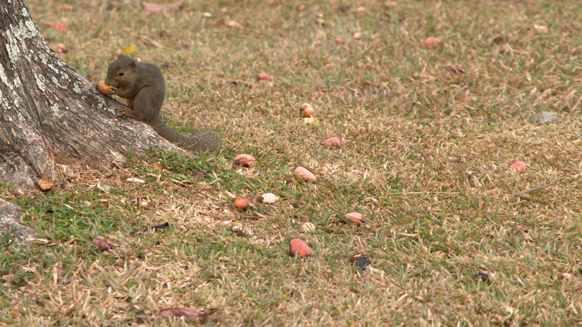 Plantain Squirrel Eating Nut At Base Of Tree Stock Footage SBV ...