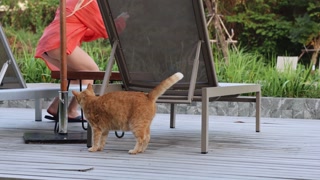 Cat Exploring Poolside Area