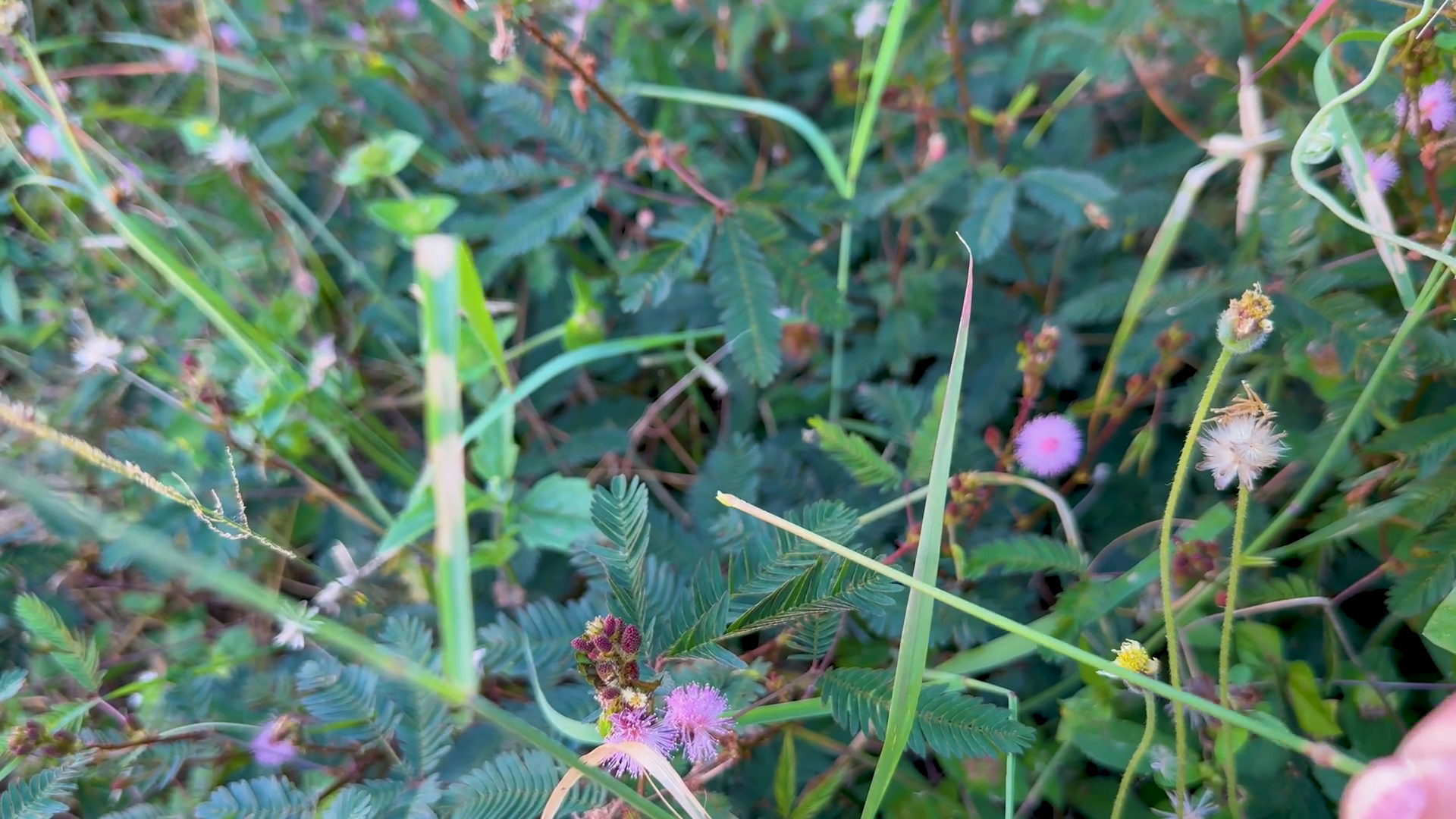 Touching Sensitive Mimosa Pudica Plant In Stock Footage SBV-353195155 ...