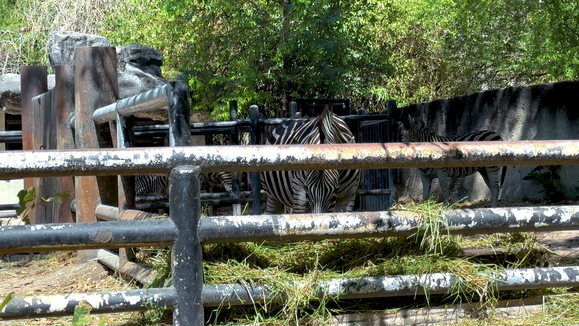 Zebra Rhinoceros At Khao Kheow Zoo Stock Footage SBV-352803932 ...