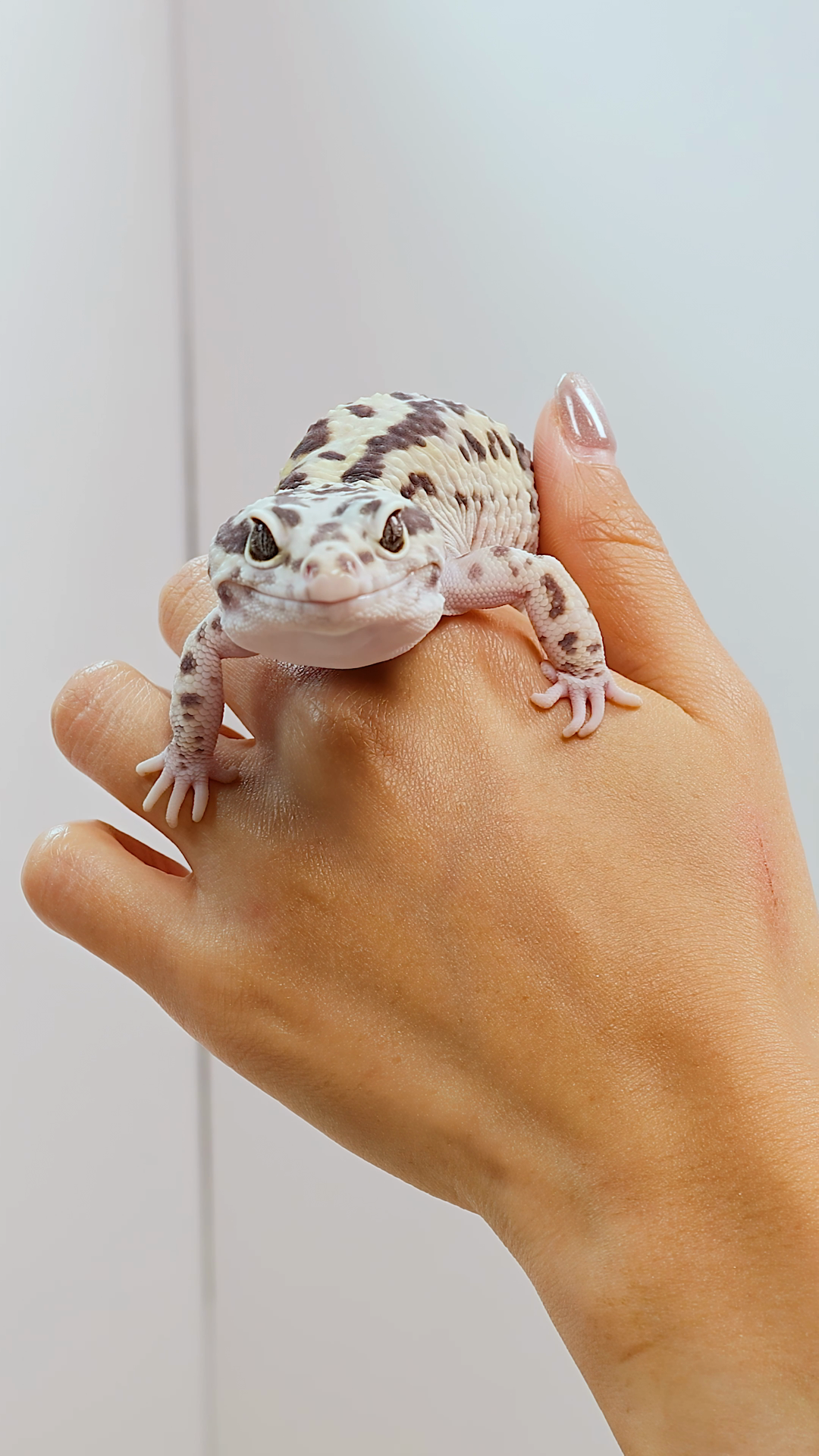 Leopard Gecko Crawling On Hand In Bright Stock Footage SBV-353068256 ...