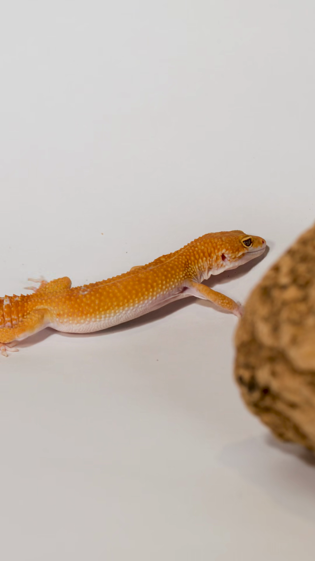 Orange Leopard Gecko Crawling Behind Rock On Stock Footage SBV ...