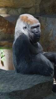 Vertical Close Up of Silverback Gorilla Sitting on Stone Ledge