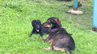 Two Mixed Breed Dogs Playing and Running on Tropical Green Grass