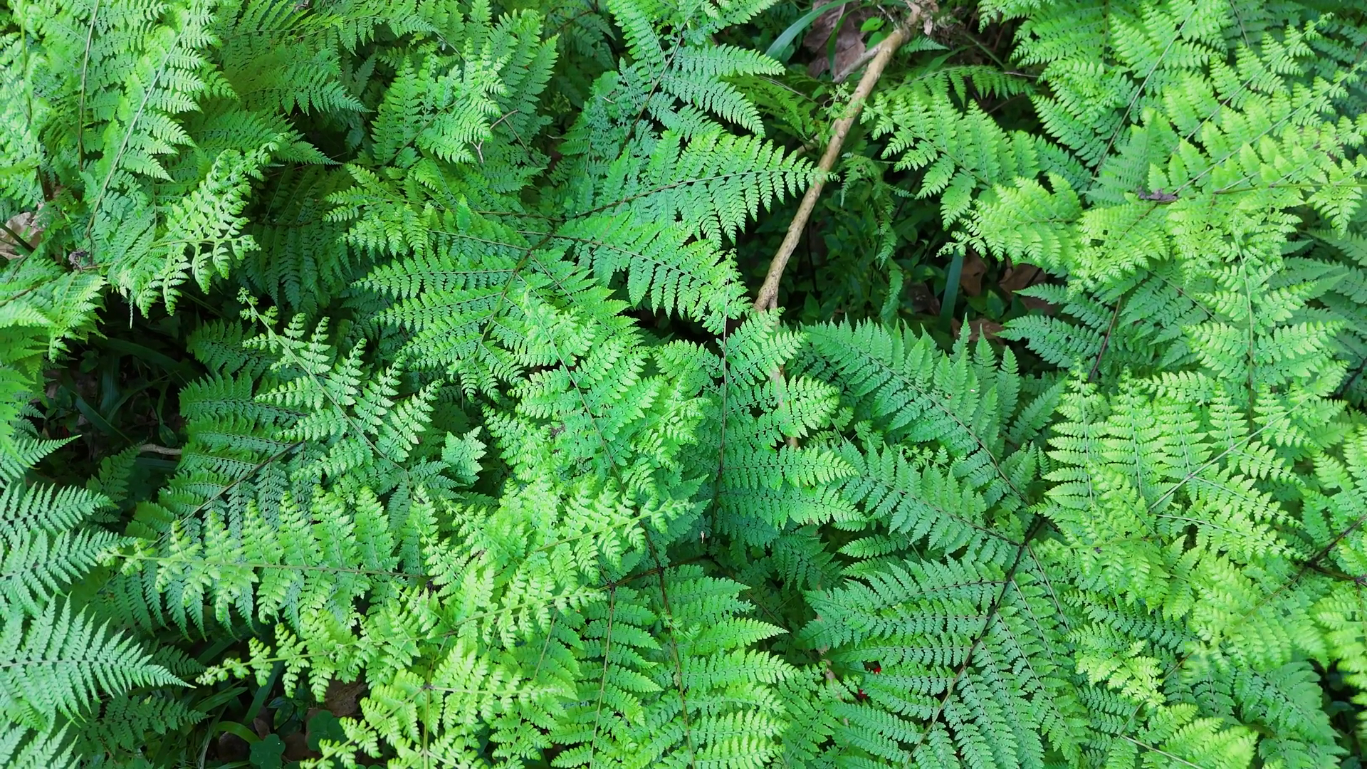 Lush Green Ferns In Natural Habitat Stock Footage SBV-352586752 ...