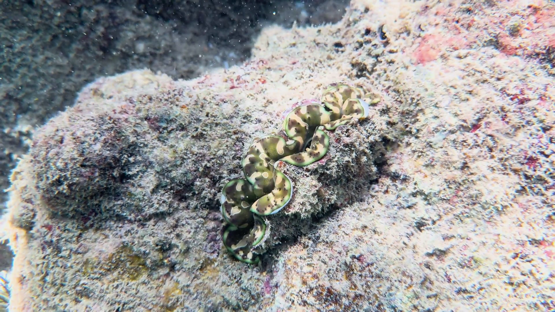 Fluted Giant Clam Defense Response In Phuket Stock Footage SBV ...