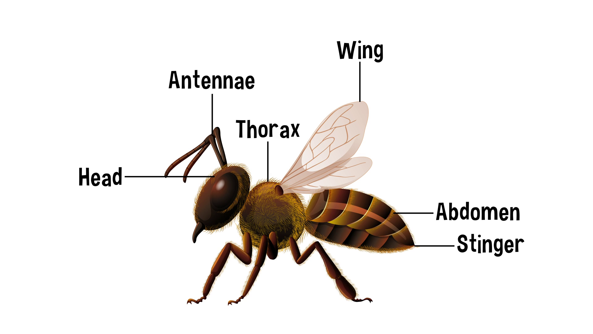 Anatomy Of Bee Animation Stock Footage SBV-352416127 - Storyblocks