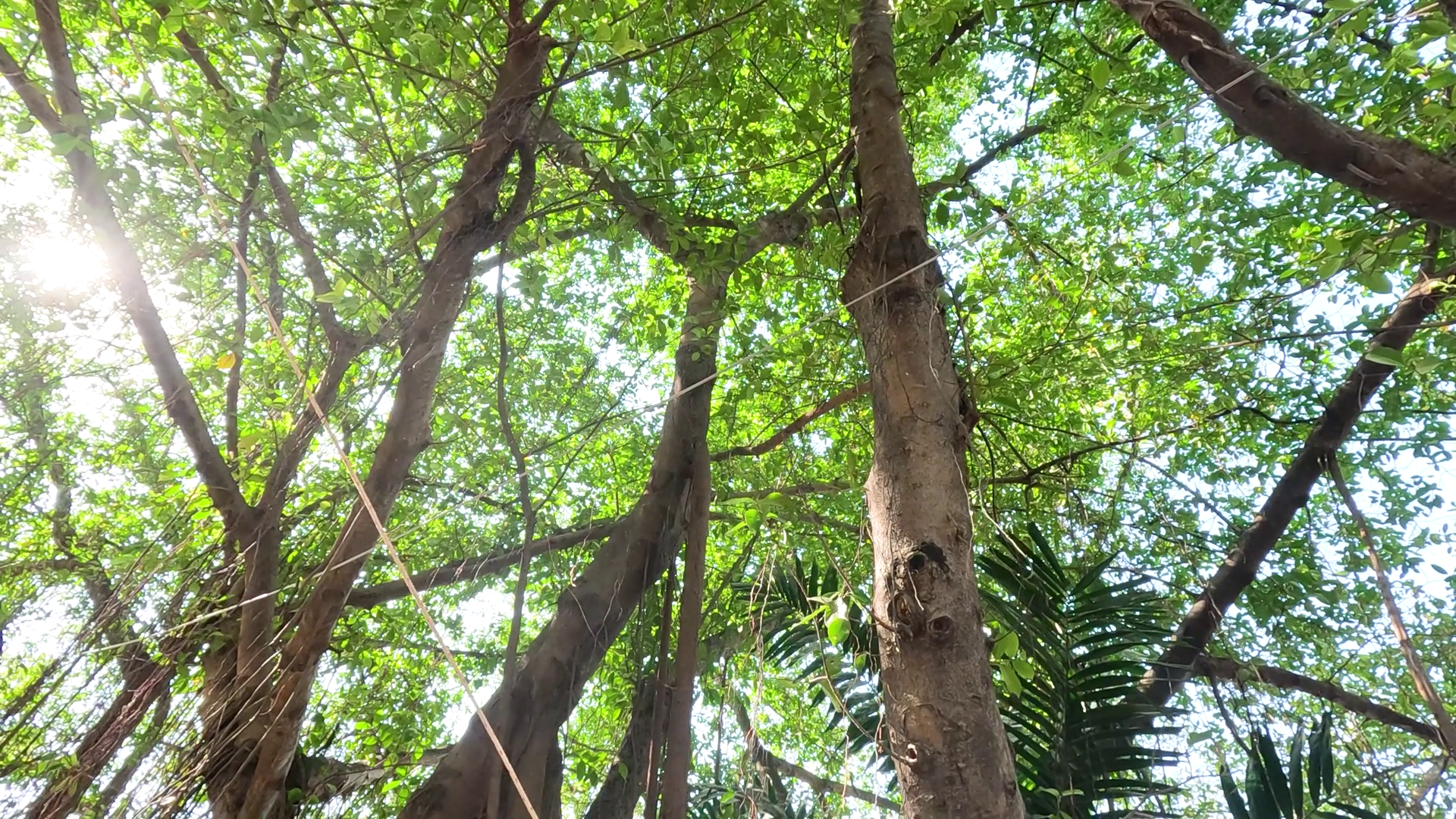 Serene Tree Canopy In Suan Luang Rama Ix Park Stock Footage SBV ...