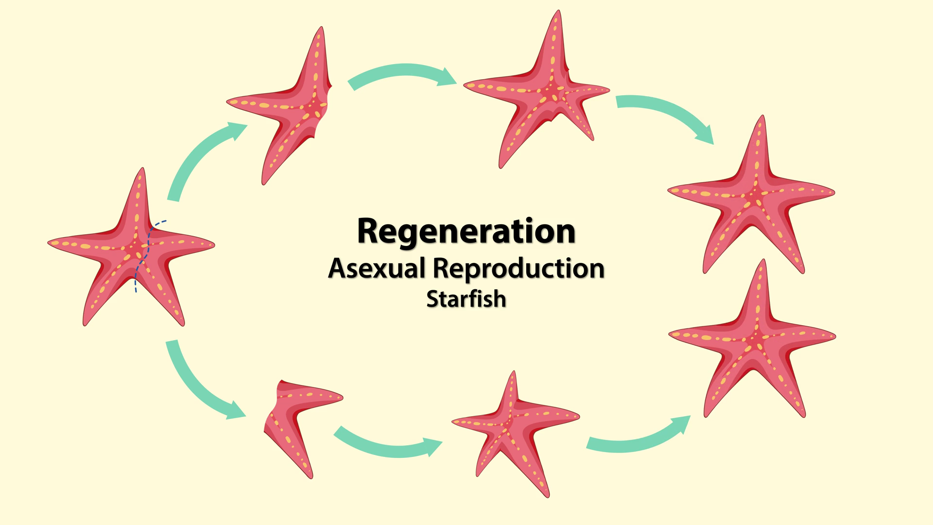 Starfish Asexual Reproduction Regeneration Stock Footage SBV-352691365 ...