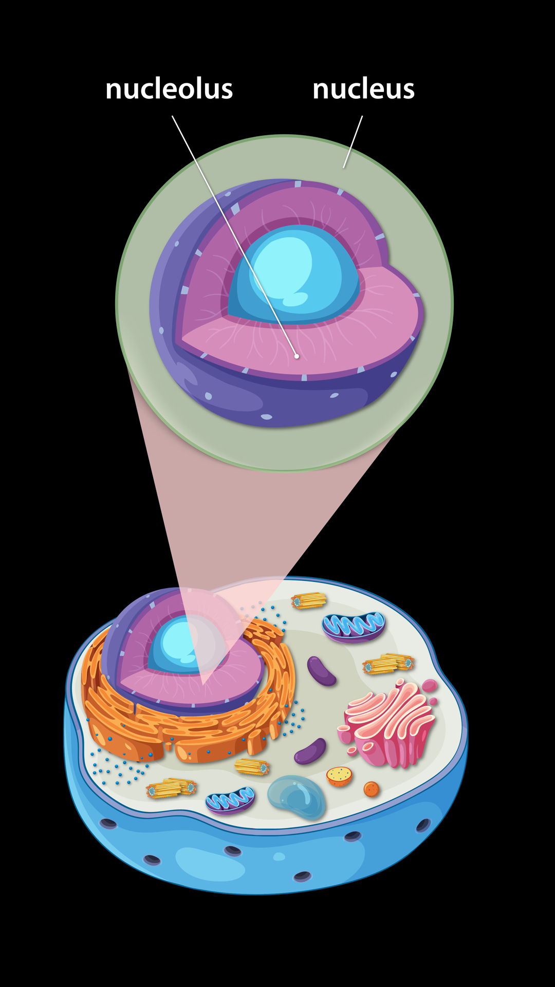 Detailed Animation Of Animal Cell Structure Stock Footage SBV-353135992 ...