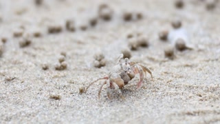 Ghost Crab on Krabi Beach