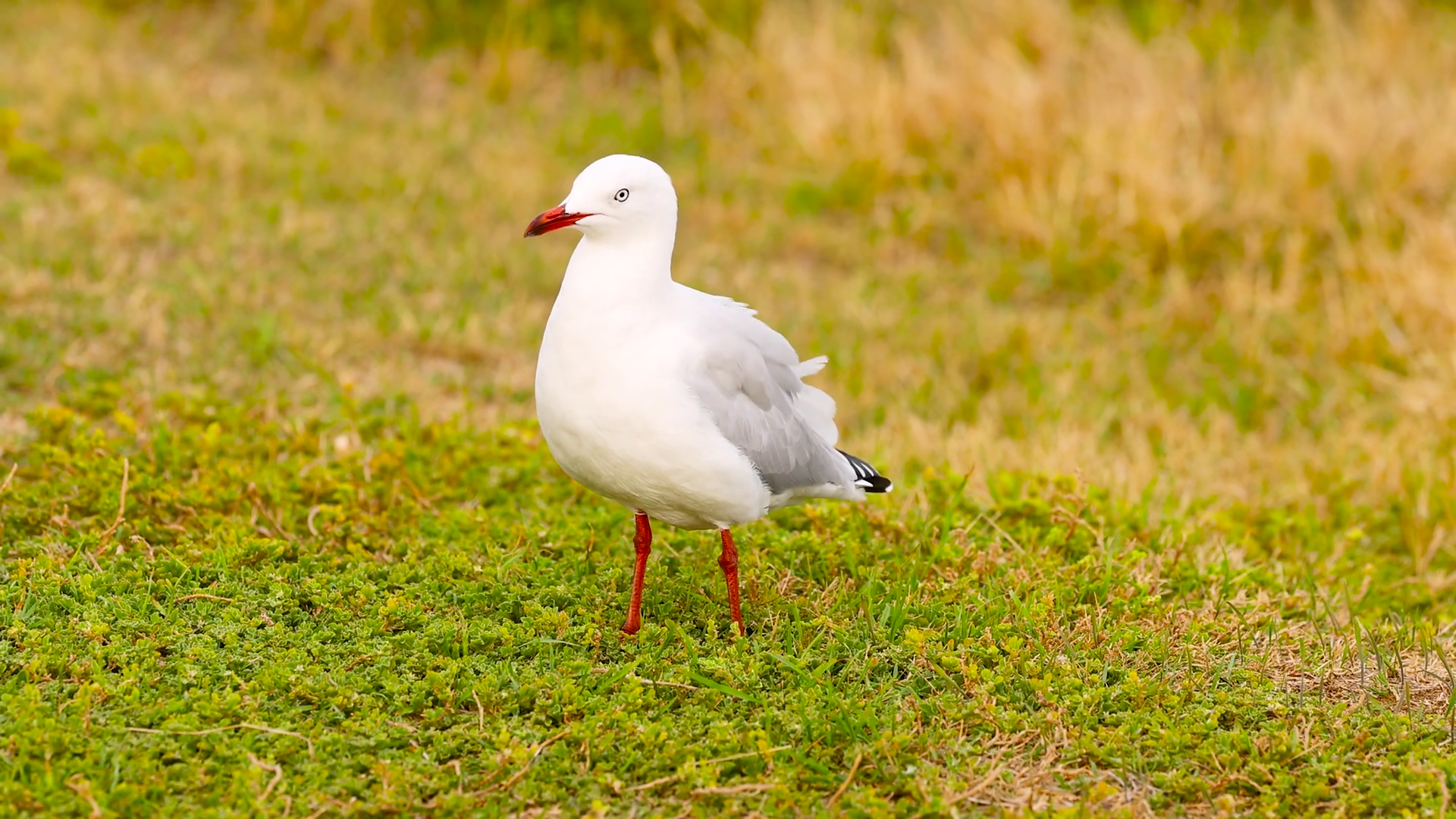 Red-billed Gull In Ocean Grove Australia Stock Footage SBV-352295317 ...