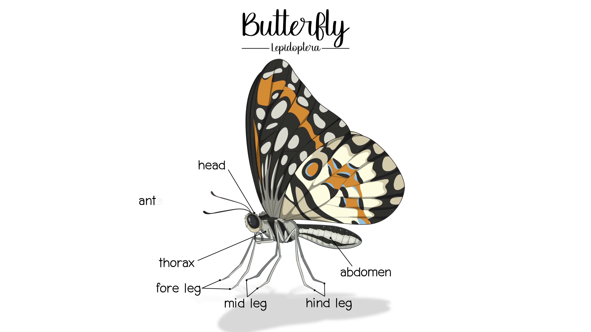 Metamorphosis Of Butterfly In Motion Stock Footage SBV-352727149 ...