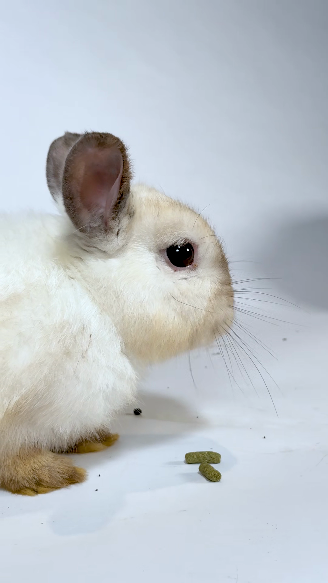 Close Up Profile Of White Rabbit Eating Food Stock Footage SBV ...