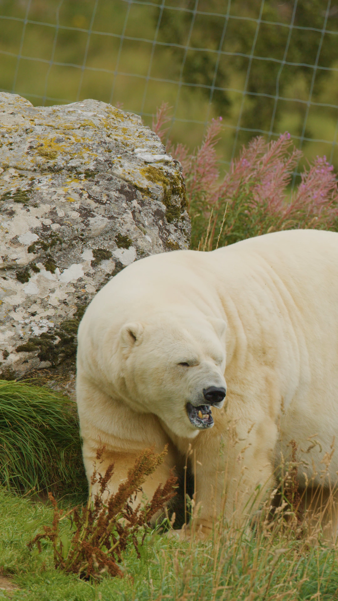 Polar Bear Walking Scratching Against Rock Stock Footage SBV-353054066 ...