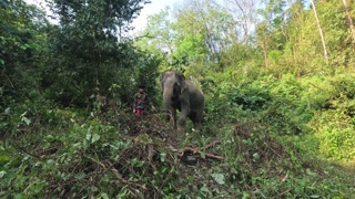 Elephant Roaming Through Forest