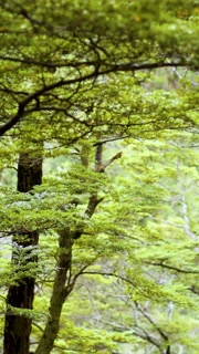 Lush Forest in New Zealand