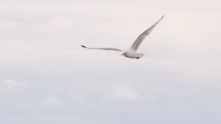 Two Seagulls Soaring Together in Cloudy Sky