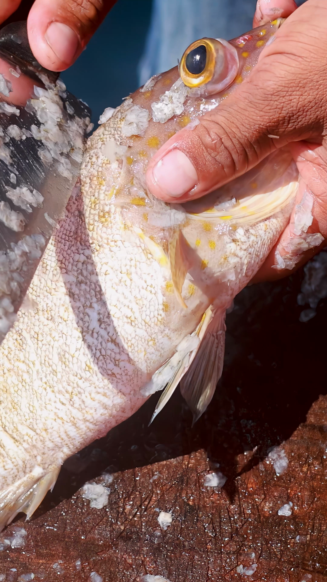 Man Scaling Fresh Fish With Knife Outdoors Stock Footage SBV-353065352 ...
