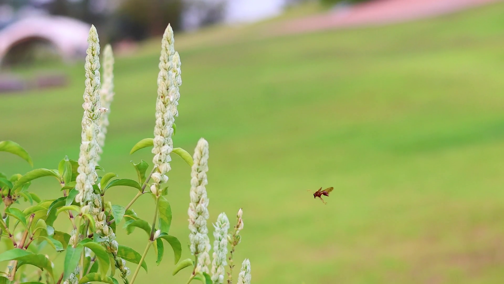 Bee Pollinating Flowers In Garden Stock Footage SBV-352703632 - Storyblocks