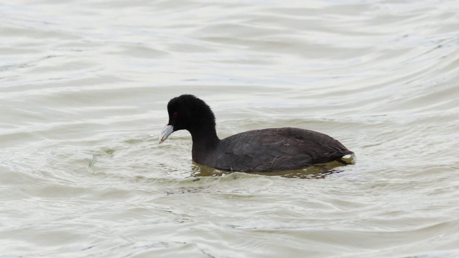 Eurasian Coot Diving In Water Stock Footage SBV-352677326 - Storyblocks