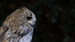 Observing Owl in Natural Habitat