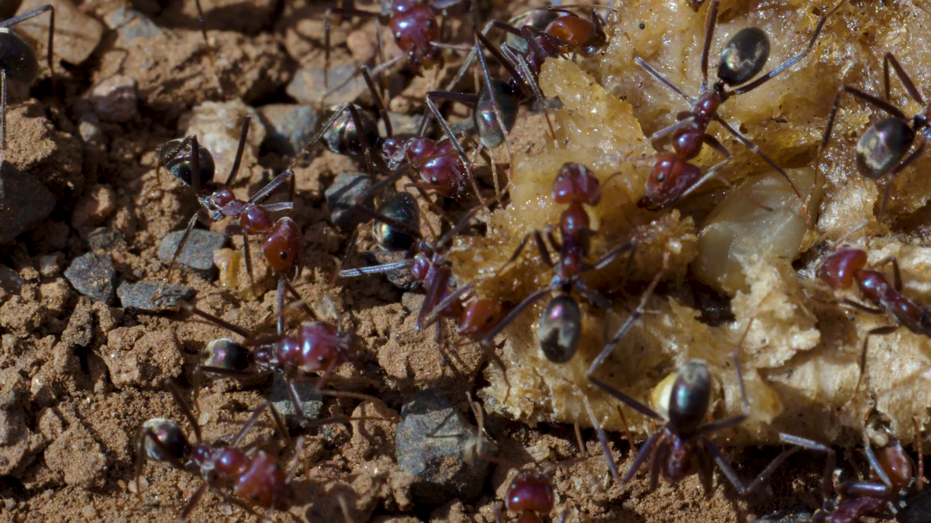 Red Black Ants Foraging On Food Scrap In Dirt Stock Footage SBV ...