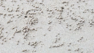 Ghost Crab Activity on Krabi Beach