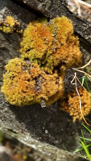 Raindrop Falling from Moss in Kinloch, New Zealand