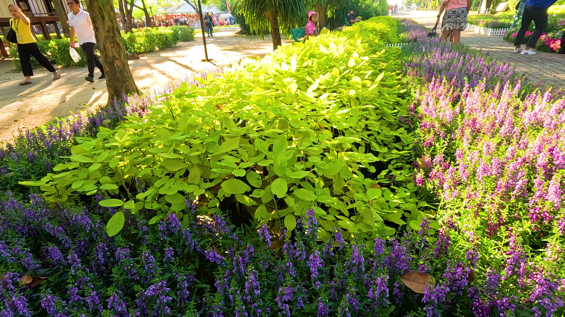 Stroll Through Rama 9 Park Gardens Stock Footage SBV-352803319 ...