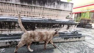 Cat Exploring Wat Pho Temple Grounds