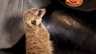 Meerkat Standing and Eating Worm Larva from a Halloween Bucket