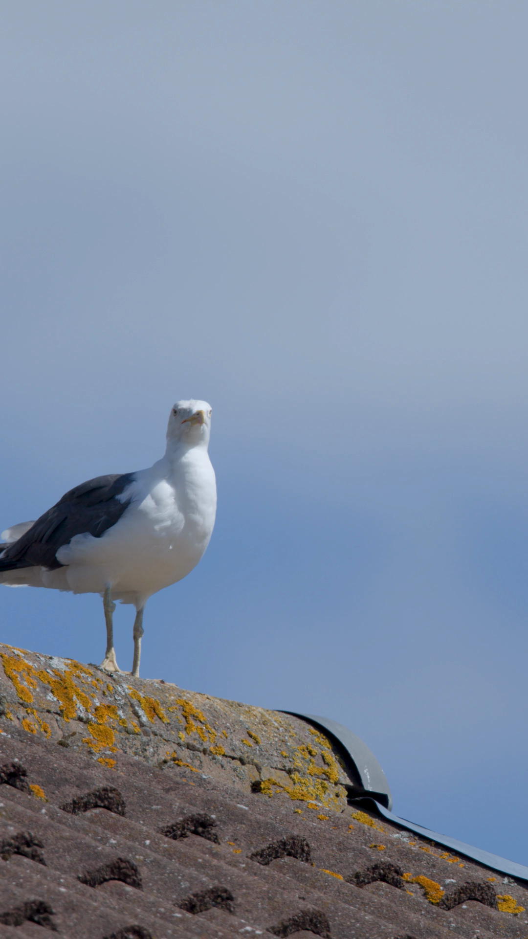 Yellow-legged Gull Standing Looking Around Stock Footage SBV-353136508 ...