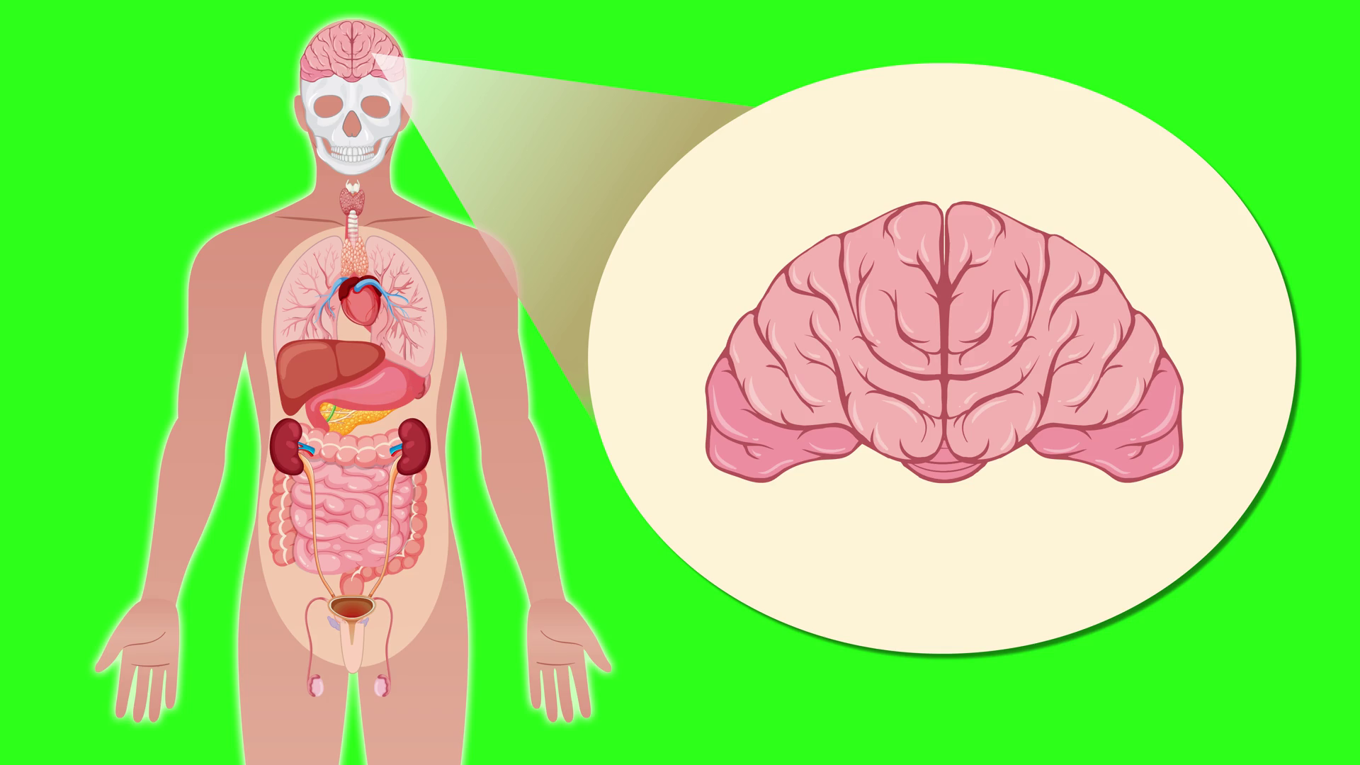 Human Anatomy Animation Highlighting Brain Stock Footage SBV-352643462 ...