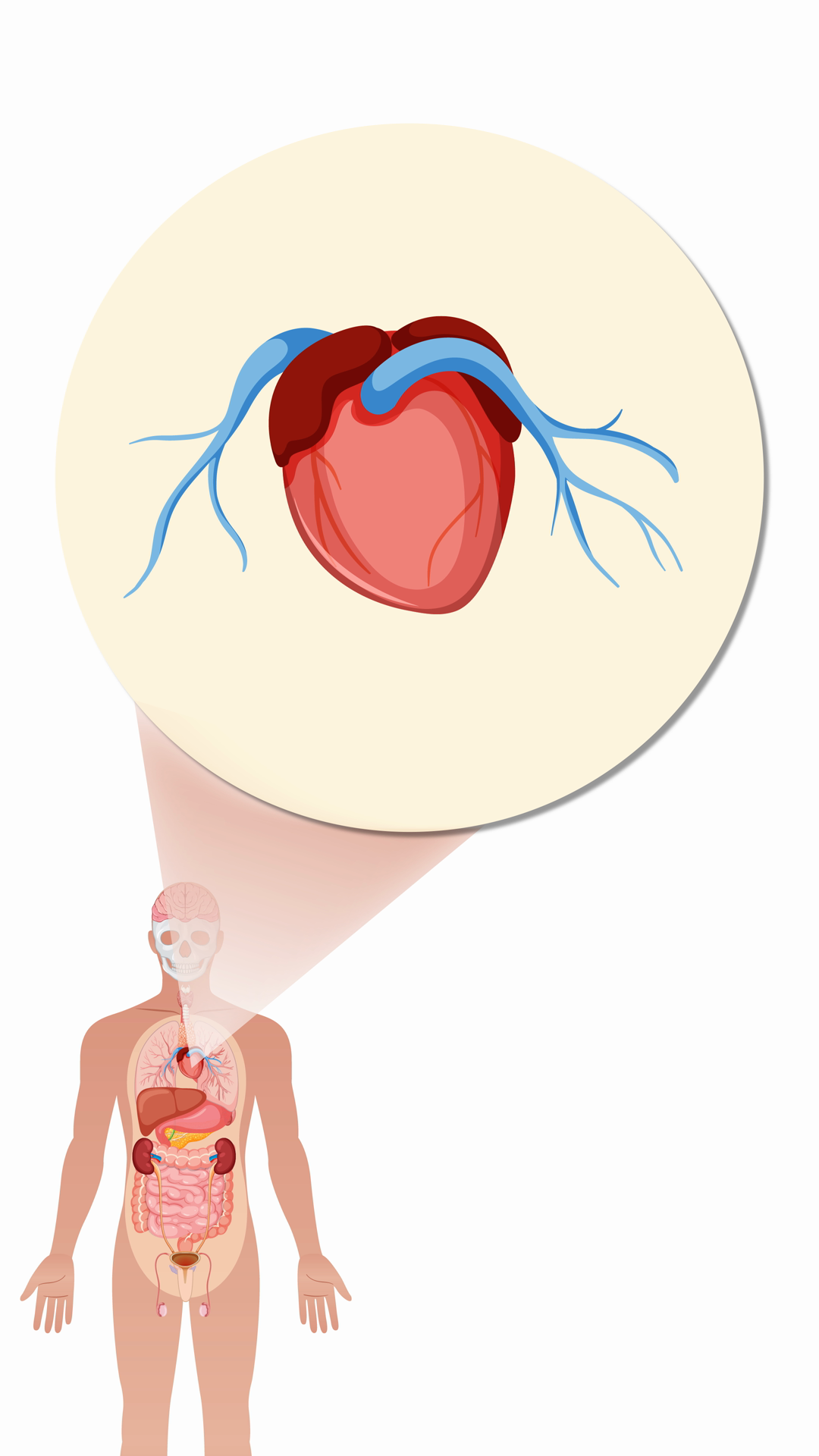 Human Anatomy Animation Zooming In On Heart Stock Footage SBV-353152822 ...