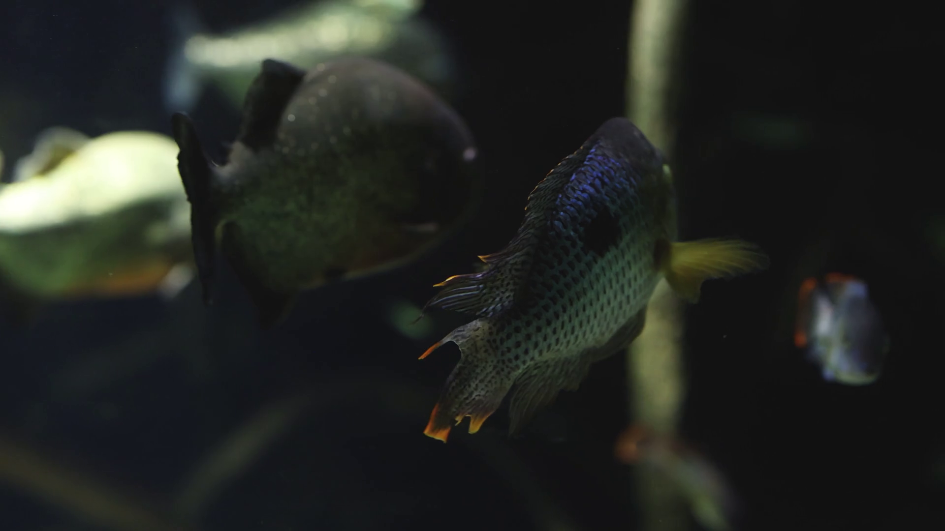 Aquatic Dance Of Colorful Fish Stock Footage SBV-352731071 - Storyblocks