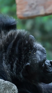 Gorilla Resting at Khao Kheow Zoo